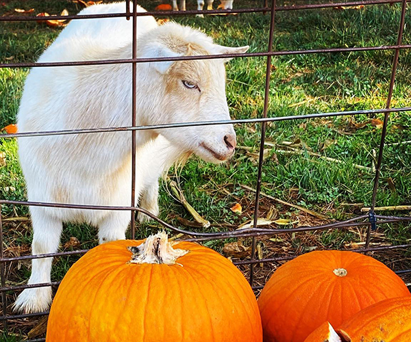 Goat pumpkin fall harvest activities