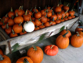 Pumpkins Carroll County Maryland